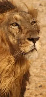 Close-up portrait of a majestic lion in its natural habitat.