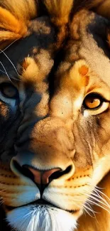 Close-up of a majestic lion with intense gaze and vibrant mane.