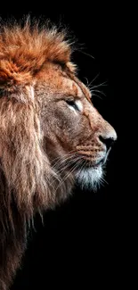 Majestic lion portrait on dark background mobile wallpaper.