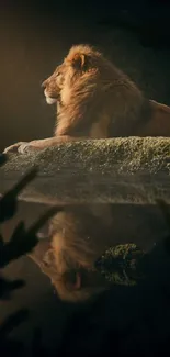 Majestic lion resting on rock with its reflection in calm water.