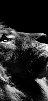 Black and white profile of a majestic lion looking upwards.