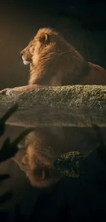 Majestic lion resting on rock with reflection in water, under soft light.