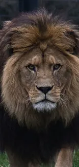 Majestic lion walking forward, showcasing its full mane in a lush natural setting.