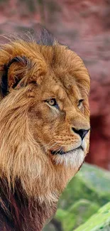 A majestic lion with a full mane in profile view against a natural background.