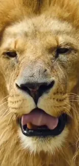 Close-up photo of a roaring lion's face.