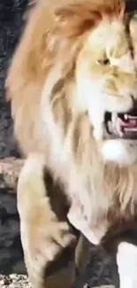 A majestic lion roaring with golden mane in nature.