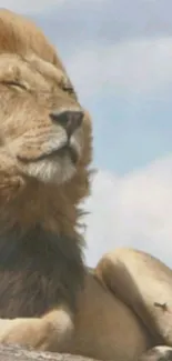 Majestic lion gazes at the sky with a serene backdrop.