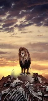 Lion stands majestically on bones with a sunset sky backdrop.