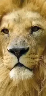 Close-up majestic lion with golden mane.