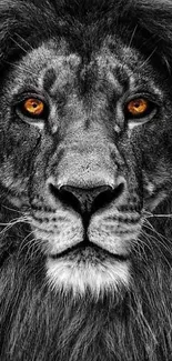 Majestic black and white lion with amber eyes, perfect for mobile wallpaper.