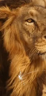 Close-up of a majestic lion in the wild.