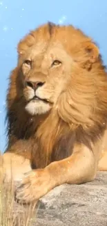 Majestic lion resting on a rock with a sparkling background.