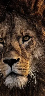 Close-up of a majestic lion with detailed fur and intense expression.