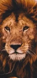 Majestic lion with dark mane lying down.