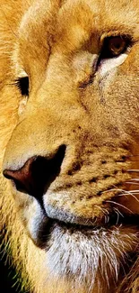 Majestic lion with golden mane against black background.