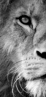 Black and white close-up of a majestic lion's face.