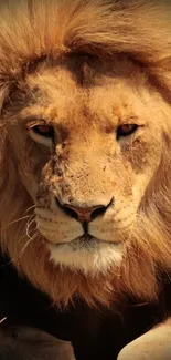 Majestic lion close-up with golden mane and intense gaze.