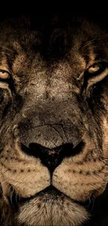 Majestic lion face mobile wallpaper, showcasing intense gaze.
