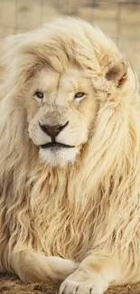 Regal lion with flowing mane in natural setting.