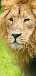 Majestic lion standing on lush green grass.