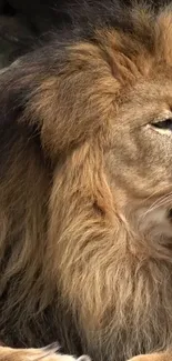 Stunning mobile wallpaper of a majestic lion with a golden mane.