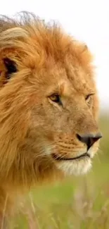 Majestic lion staring into the distance in a grassland setting.