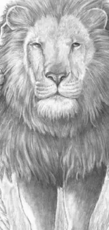 Pencil drawing of a lion in grayscale.