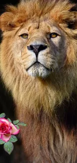 Lion with a pink rose on a dark background in a stunning wallpaper.