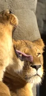 Two majestic lionesses basking in natural light, showcasing strength and beauty.