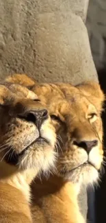 Two lionesses relaxing in warm sunlight in natural setting.