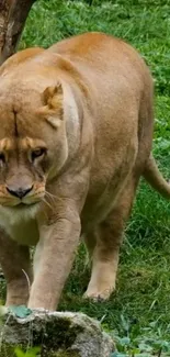 Lioness walking in green jungle landscape, mobile wallpaper.