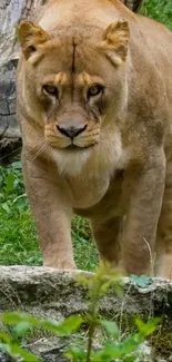 Majestic lioness walking on grass in natural habitat.