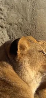 Lioness basks in sunlight against a textured background.