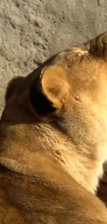 A lioness basking in sunlight against a rocky backdrop.