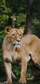 Majestic lioness standing in lush green forest, showcasing natural beauty.