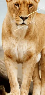 Majestic lioness standing confidently, perfect for a phone wallpaper.