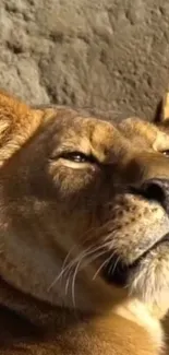 Majestic lioness lying in the sun on a rocky surface background.