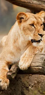 Lioness rests elegantly on a wooden log in serene nature setting.