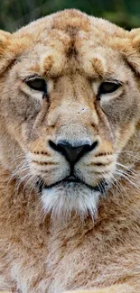 Majestic lioness resting against a natural backdrop.
