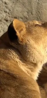 Lioness portrait with golden brown fur in a serene rocky setting.