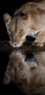 Lioness drinking with reflection at night.