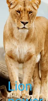 Powerful lioness standing on wood with text 'Lion Power'