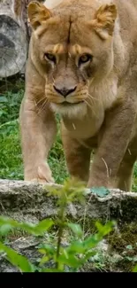 Lioness walking through lush green forest scene, perfect for mobile wallpaper.