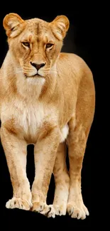 Majestic lioness standing on a black background.