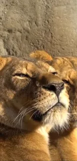 Two majestic lions resting in the sunlight, creating a serene and powerful atmosphere.