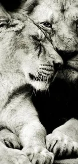 Black and white image of two lions nuzzling affectionately.