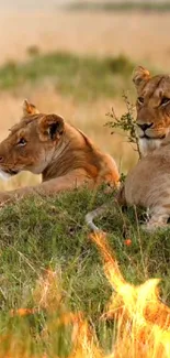 Two lions resting on a grassy savanna landscape in golden light.