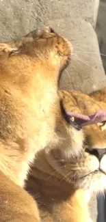 Majestic lions basking in sunlight against rock backdrop.