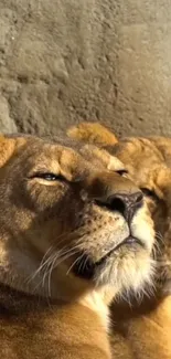 Two majestic lions bask in sunny warmth, exuding natural grace.