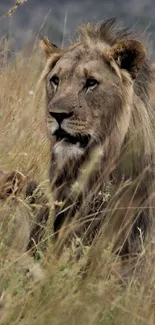 Lions resting in golden savanna grass.